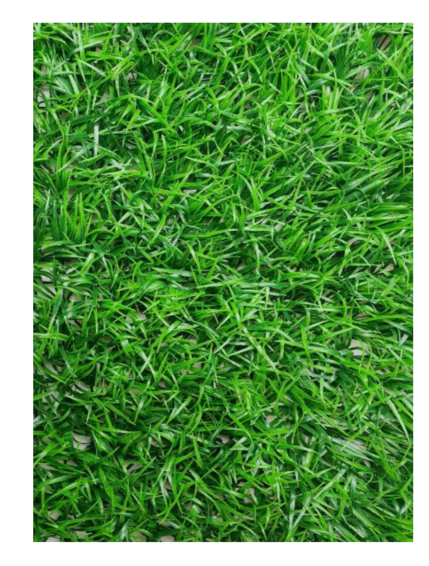 best vertical garden design, Meerut vertical garden design, vertical garden agency in Meerut, top vertical garden company Meerut, best vertical garden services Meerut